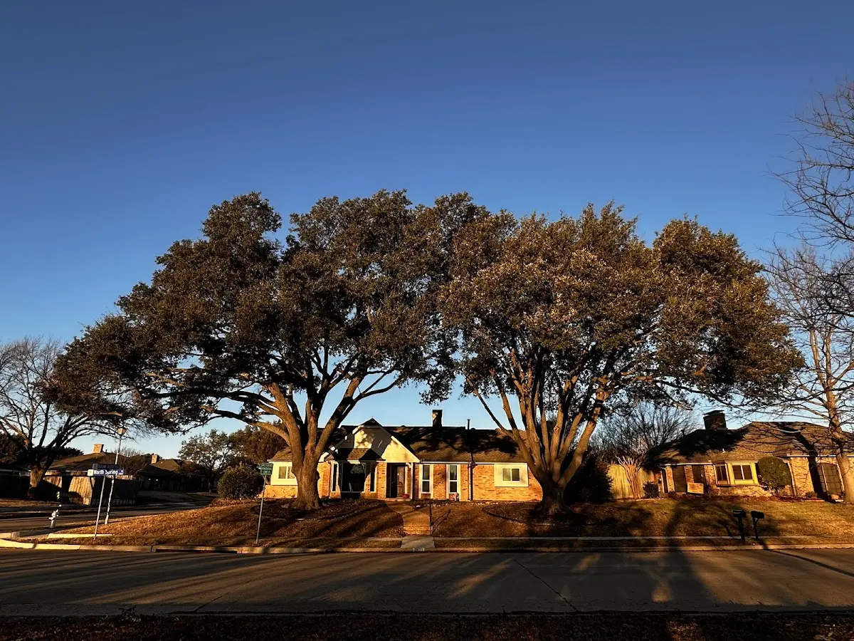 Established residential canopy tree shading a home in Timmonsville